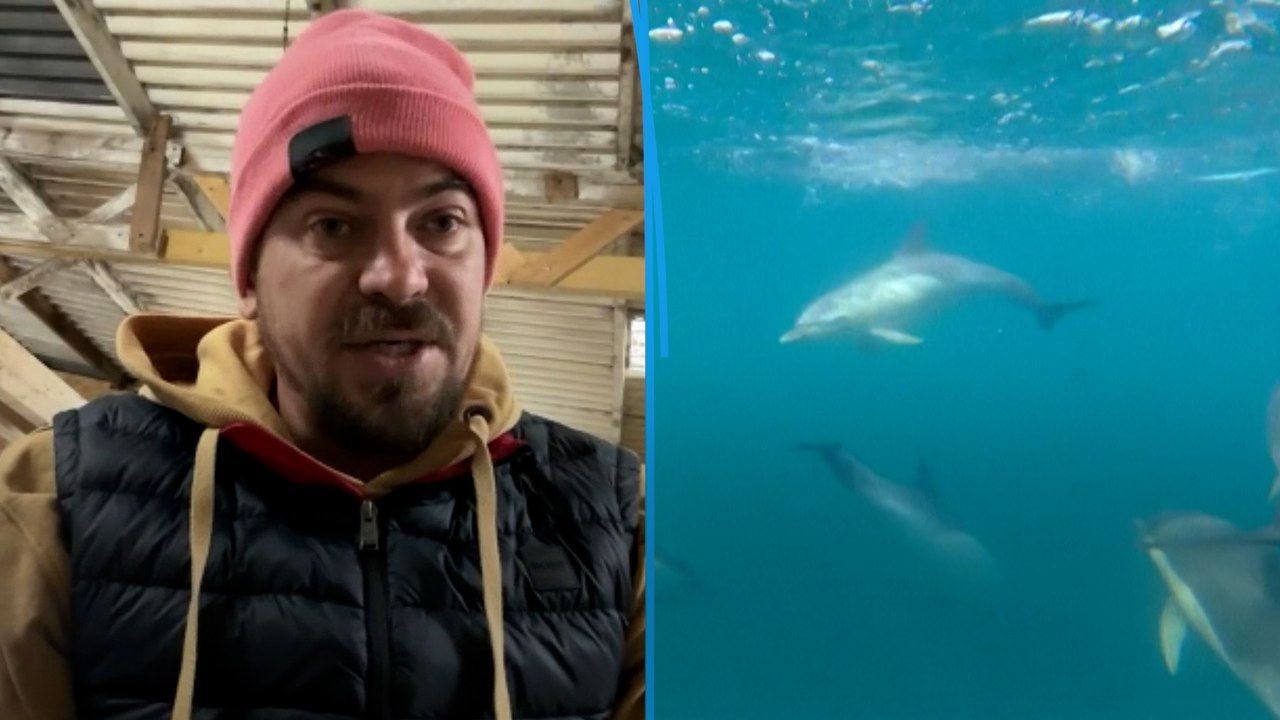 Pêche interdite pendant un mois : Romain réclame d'autres solutions pour protéger les dauphins