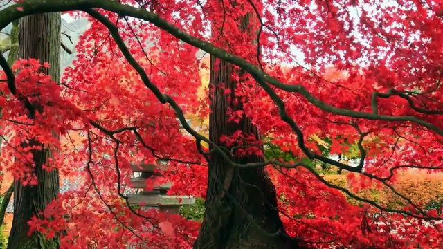 Surah Ya Seen in the Voice of Shiekh Mishary Rashid Al-Afasy