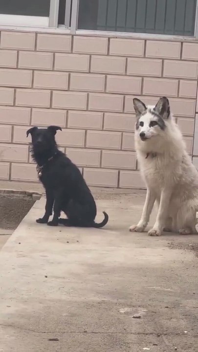 El zorro que se cree un perro y ladra junto a otro perro que no puede ser más genial