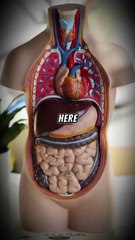 Uncover the Hidden Truth About Viruses and Gut Health 🧬