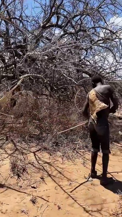 Africa food - African wildlife,  african hunting animals