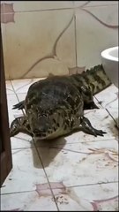 UN LAGARTO FUE ENCONTRADO EN EL BAÑO DE UN DOMICILIO EN EL BARRIO COTOCA EN TRINIDAD
