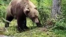 Bear in Katmai park