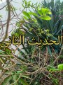 الأربعون النووية ( 2 ) (1)