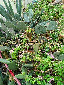 الأربعون النووية ( 6 )