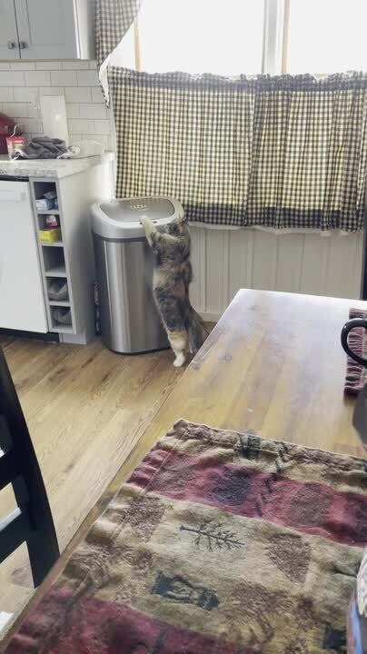 Curious Cat Entertains Itself by Flipping Dustbin Lid