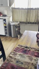 Curious Cat Entertains Itself by Flipping Dustbin Lid