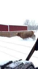 Happy Highland Cows Frolic Through Snowy Field