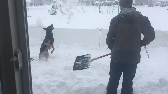 German Shepherd Plays With Snow Shovelled by Man