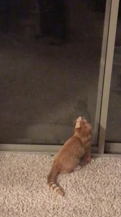 Cat Tries to Attack Reflection by Jumping at Screen Door