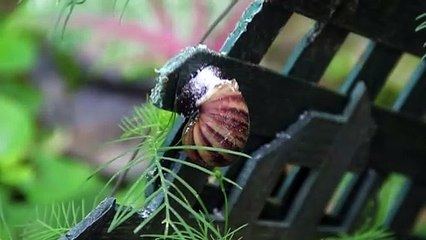 GIANT AFRICAN SNAIL IN T&T TO STAY