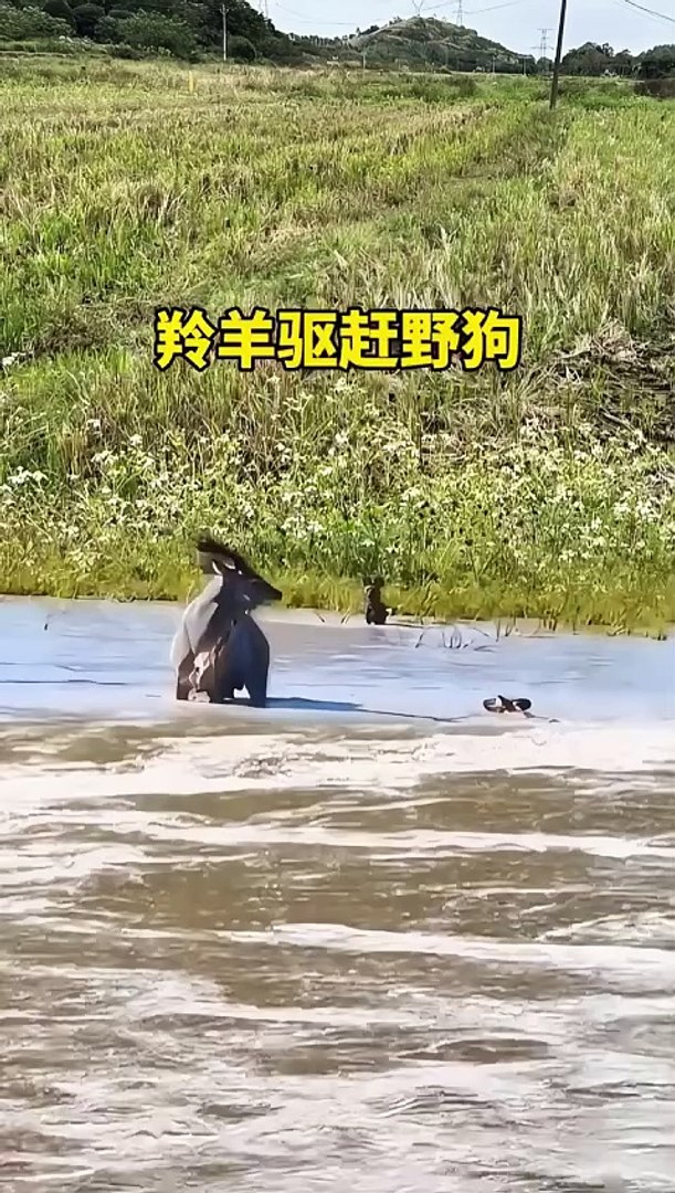 ⁣,,,,,,,,Deer in trouble,,,,,,,
