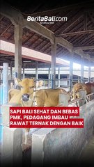 Sapi Bali Sehat dan Bebas PMK, Pedagang Imbau Rawat Ternak dengan Baik