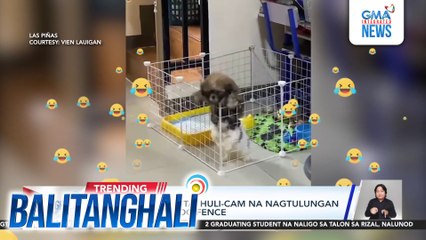 Magkapatid na tuta, huli-cam na nagtutulungan sa pagtakas sa dog fence | Balitanghali