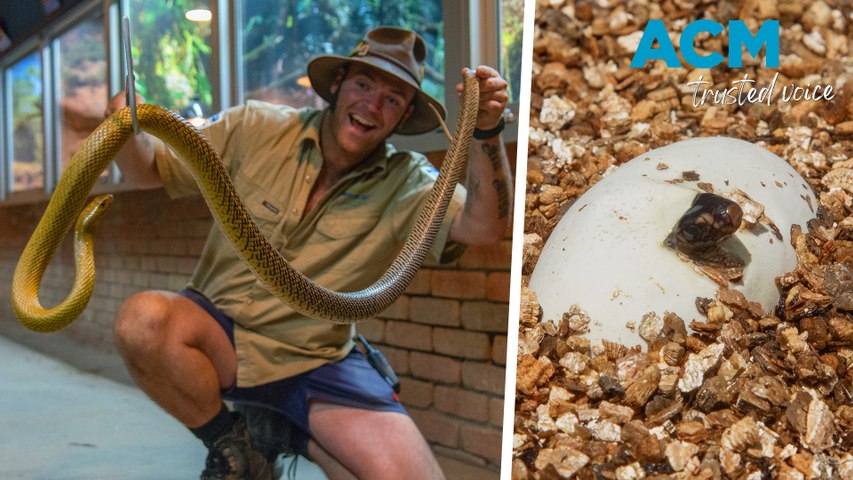 Curated visual reference: World S Most Venomous Snake Hatches After Successful Breeding Program Photo Inspiration
