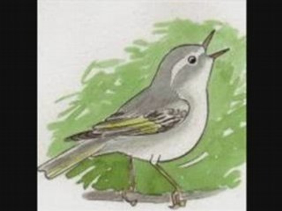 Pouillot Bonelli