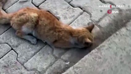 Can çekişen kedi kalp masajıyla hayata tutundu