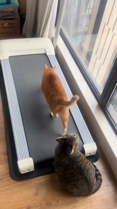 Felix  fait du sport Il prends de la vitesse 🐱