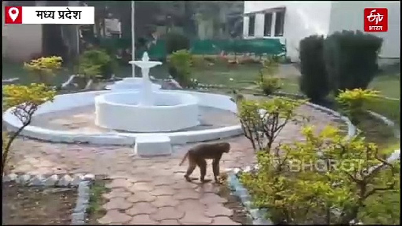 बंदर और डॉग का गजब याराना, देखकर लोग बता रहे दोस्ती की मिसाल