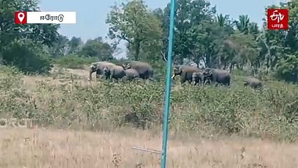 கர்நாடகத்தில் இருந்து தமிழகத்துக்கு படையெடுக்கும் யானைக் கூட்டம்! அச்சத்தில் விவசாயிகள்!