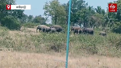 கர்நாடகத்தில் இருந்து தமிழகத்துக்கு படையெடுக்கும் யானைக் கூட்டம்! அச்சத்தில் விவசாயிகள்!