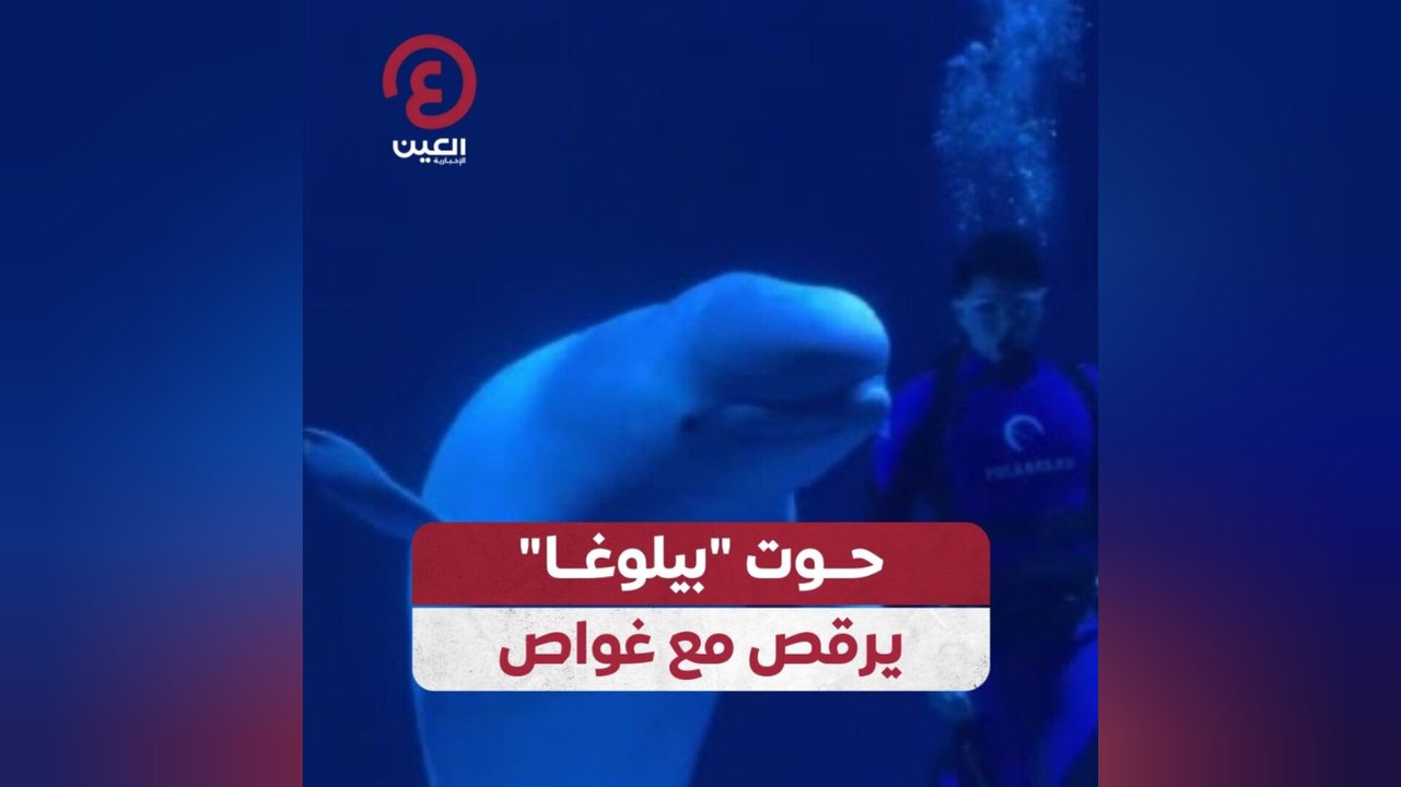 حوت "بيلوغا" يرقص مع غواص