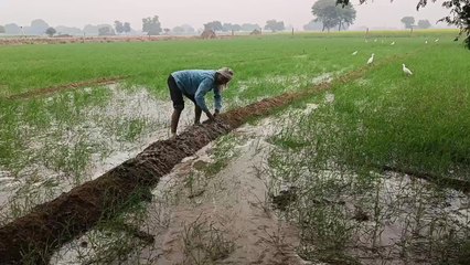भरतपुर में अलसुबह से हो रही बारिश, रबी की फसलों के लिए संजीवनी