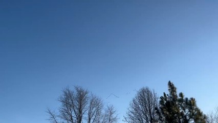 Canada geese flyover