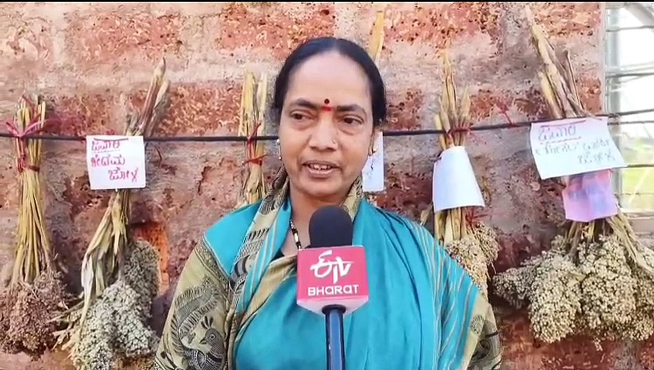 ದೇಶಿ ಬೀಜಗಳ ಸಂರಕ್ಷಣೆಗೆ ಪಣ, 18 ತಳಿಯ ಜೋಳ ಬೆಳೆದ ರೈತ: ಇವ್ರು ಜವಾರಿ ಜೋಳದ ಕಲ್ಲಪ್ಪಣ್ಣ ಅಂತಾನೇ ಫೇಮಸ್ಸು(ವಿಶೇಷ ವರದಿ)