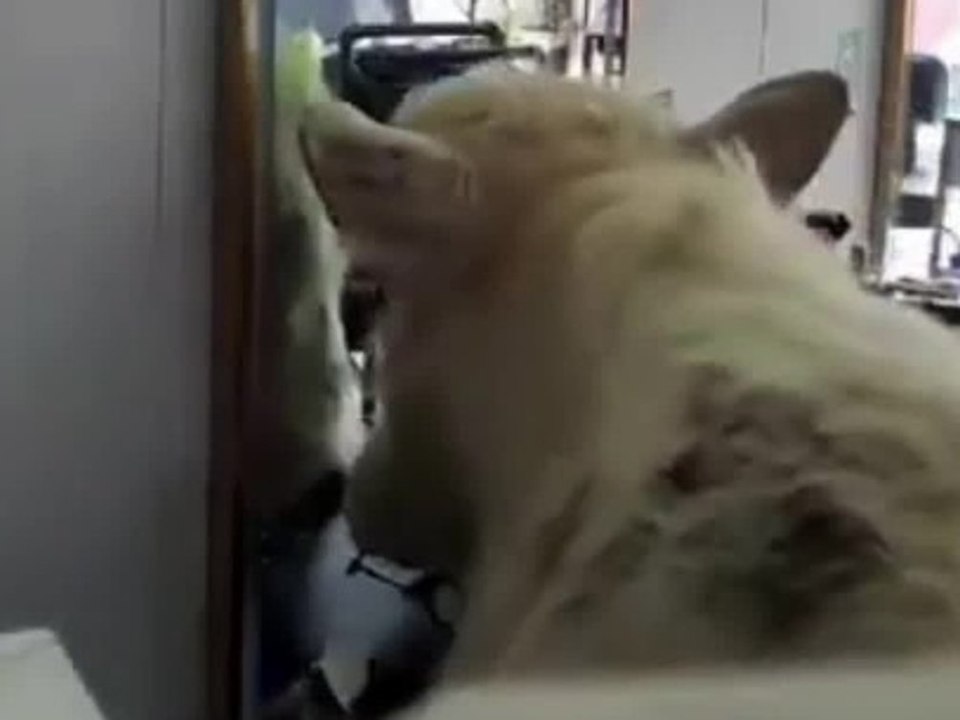 Kuh verwüstet Barbershop: Sie war von ihrem Spiegelbild fasziniert