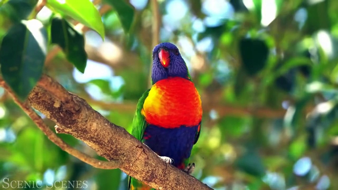 Rainforest Soundscape 4K 🌳🎵 ｜ Pure Bliss for Relaxation and Meditation #natureheals