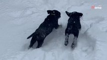 Szczeniaki labradora pierwszy raz widzą śnieg – zobacz najbardziej uroczy filmik tej zimy!