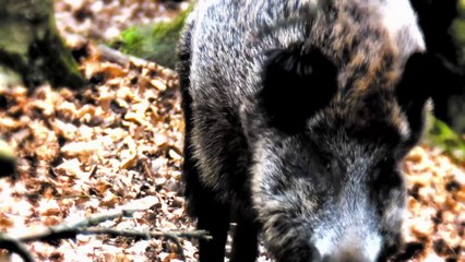 Monsters and Mysteries S01-E03 - Ozarks