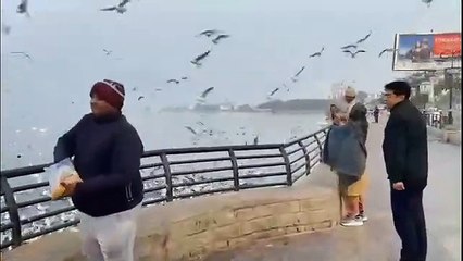 देसी विदेशी पक्षियों से आबाद अजमेर की आना सागर झील, लंबे पैर वाले पक्षी झील से हो गए अलविदा, जाने क्यों