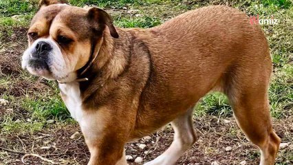 Après un passé sans tendresse, cette chienne qui a peur de tout recherche une famille rassurante