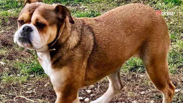 Après un passé sans tendresse, cette chienne qui a peur de tout recherche une famille rassurante