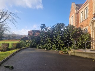 Monkey puzzle tree felled by Storm Éowyn at St. Patrick's Pennyburn