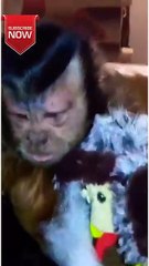 Hilarious Monkey Antics That Will Make You Laugh Out Loud!#shorts