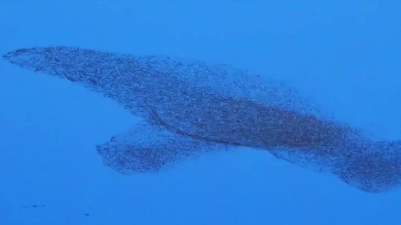 Zehntausende von Vögeln bilden die Form eines riesigen Wals in einem atemberaubenden Gemurmel