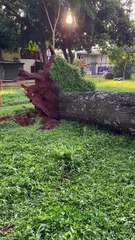 Após temporais, Plano Piloto amanhece com queda de árvores