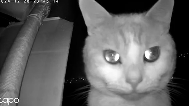 Elle passe une bonne soirée avec ses amis : le chat lance une alerte qui la fait rentrer chez elle à toute vitesse (vidéo)