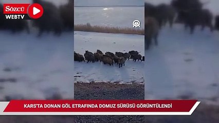 Kars'ta donan göl etrafında domuz sürüsü görüntülendi