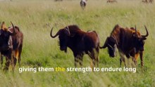 Fun Wildebeest Facts, Discover Nature’s Grass-Loving Runners!