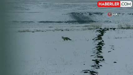Kars'ta Kızıl Tilkilerin Karlı Arazide Avı