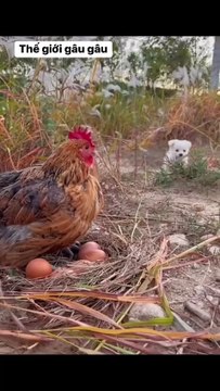 Mother chicken and puppy