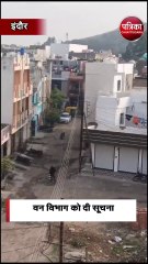 रहवासी इलाके में देखा गया तेंदुआ