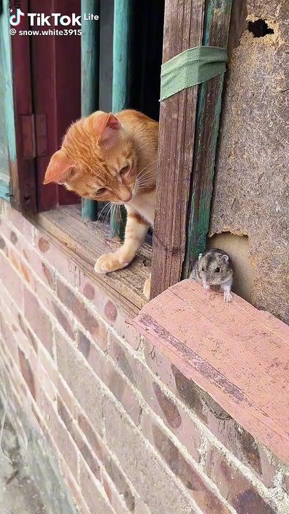 funny cat