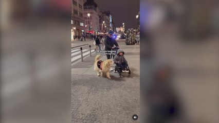 Estados Unidos se enamora de este tierno encuentro de un Golden Retriever en las calles de Madrid: "Menuda experiencia, España es hermosa"