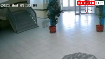 Kosova'da Okula Giren Köpek, 4 Öğrüyü Yaraladı