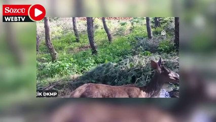 Ormanda su içen kızılgeyik fotokapanla görüntülendi